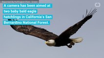 Two Bald Eagles Hatch In California