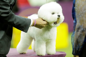 Flynn the Bichon Frise Wins 2018 Best in Show at Westminster