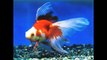 Ryukin gold fish