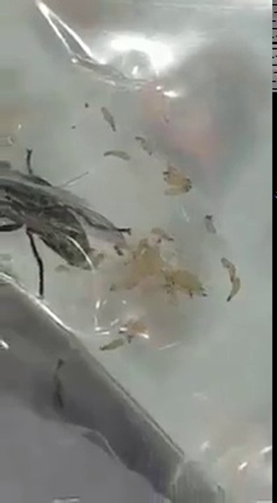 Elle filme en gros plan une mouche qui pond des asticots... Horrible