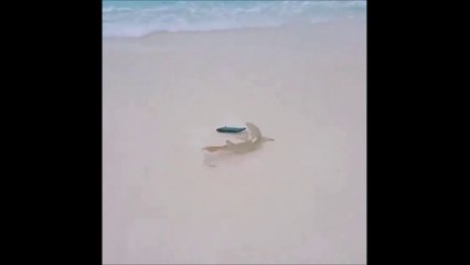 Ce bébé requin sort de l'eau pour attraper sa proie... Petit tour sur la plage