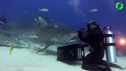 Petit tour chez le dentiste pour ce requin...