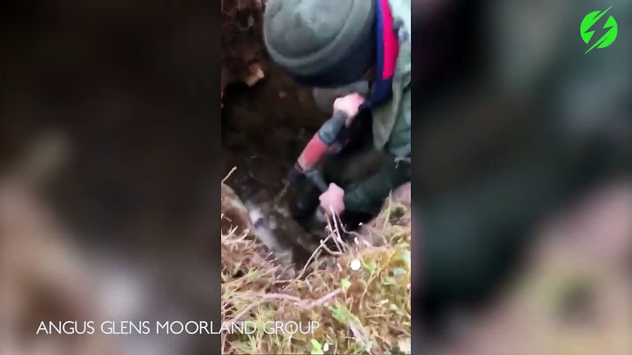 Intervention spectaculaire pour sauver un pauvre chien coincé sous terre