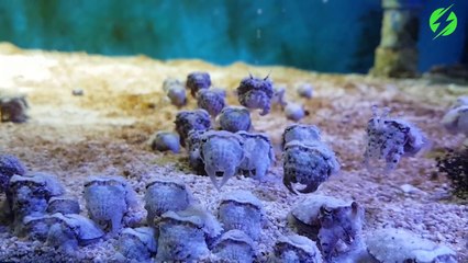 Ces mini seiches sont juste adorables