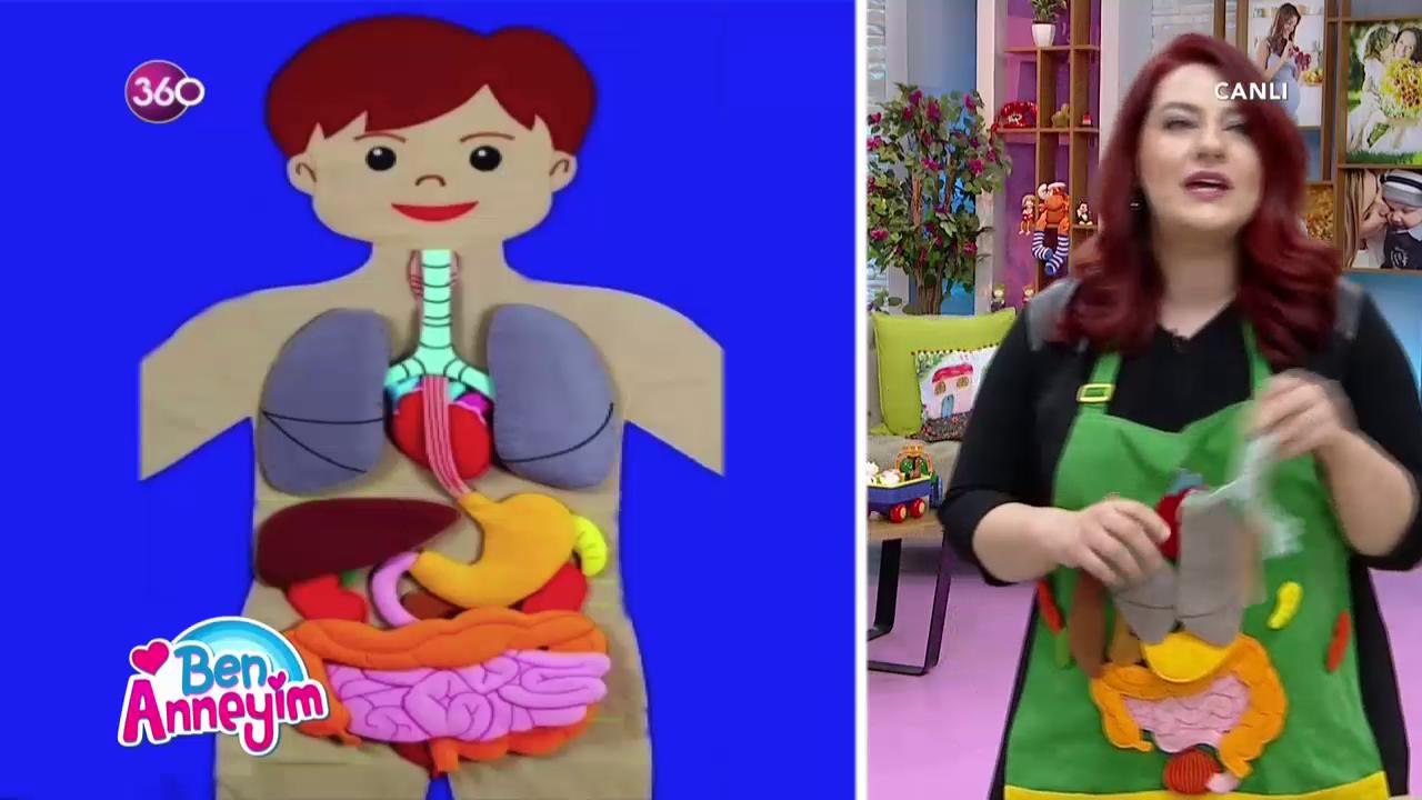 Organlarımızın yerini biliyor muyuz?