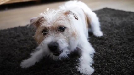 Les 5 choses que les chiens font mieux que les humains