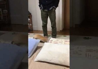 Rabbit Gets His Daily Exercise