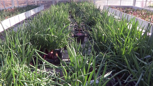 Yeni nesil hibrit soğan üretildi - DENİZLİ