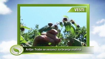 VESTI - Arilje: Traže se sezonci za branje malina