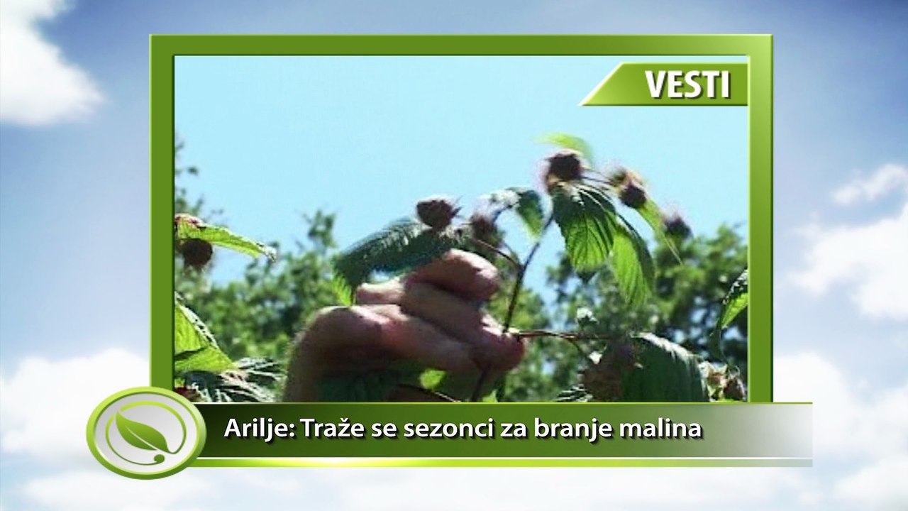 VESTI - Arilje: Traže se sezonci za branje malina