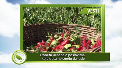 Doneta Uredba o poslovima koje deca ne smeju da rade