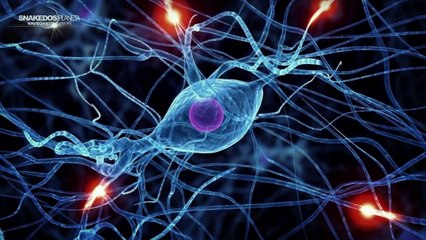 Nueva Raza Hibrida Estelar y Humana en la Tierra