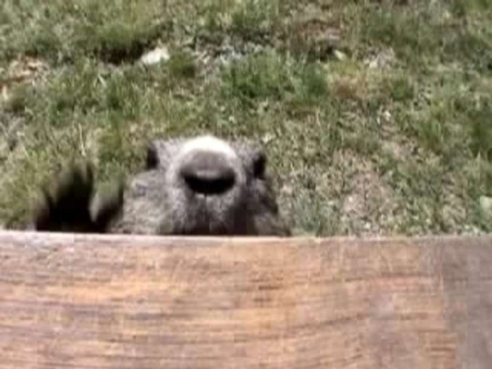 Petite marmotte gourmande et maladroite