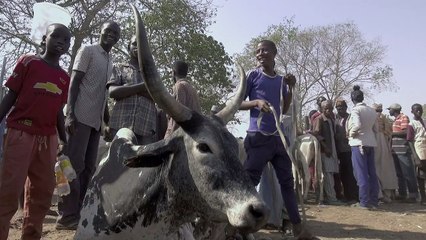 Le conflit agriculteurs/éleveurs s’intensifie au Nigeria