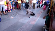 Dog & monkey playing on railway station platform