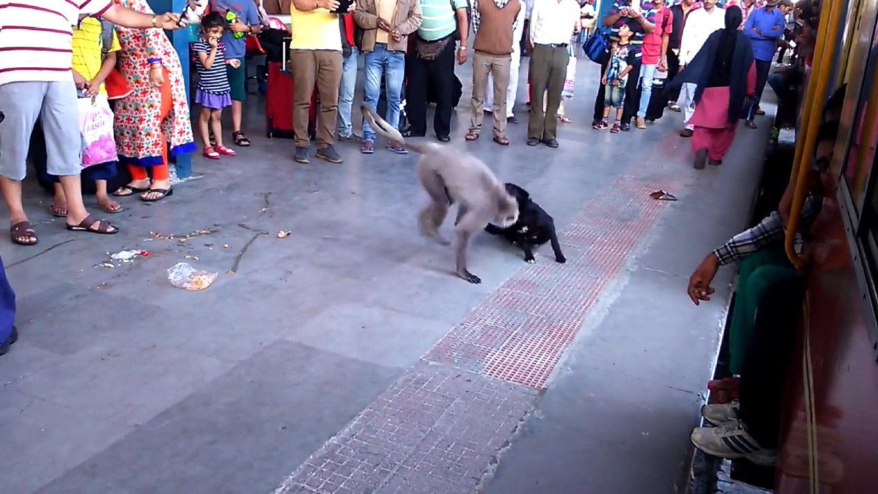 Dog & monkey playing on railway station platform