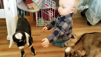 Baby and Baby Goats playing together