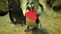 Anche i pinguini festeggiano San Valentino...