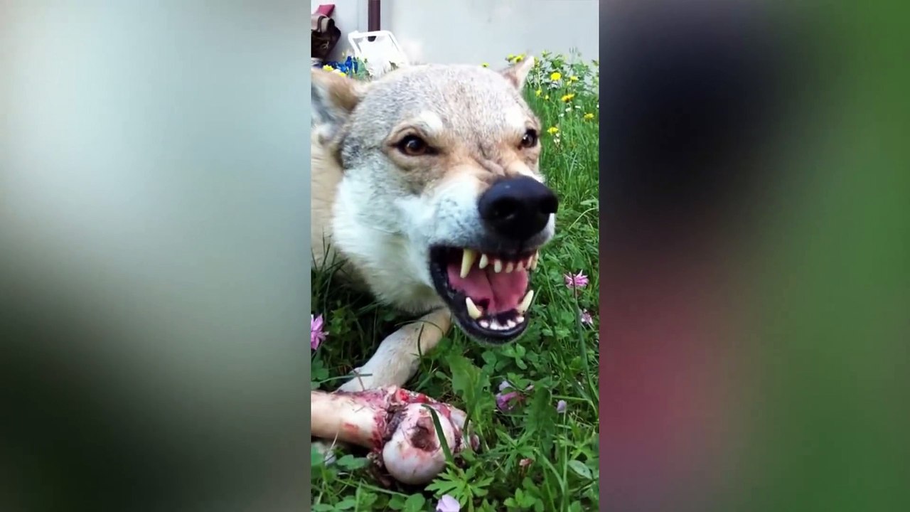 10 MOST DANGEROUS DOGS BREEDS IN THE WORLD
