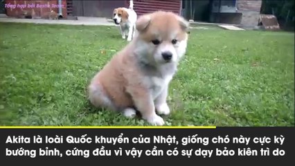 Năm Mậu Tuất cùng ngắm 10 giống cho đáng yêu nhất thế giới để đầu năm thêm may mắn [TẾT]