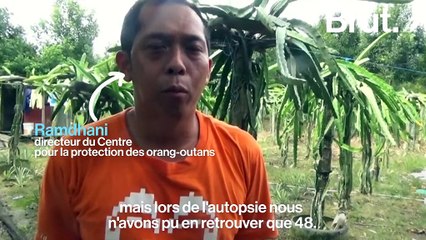 Coups de machette, plomb dans la tête... Un orang-outan massacré à Bornéo