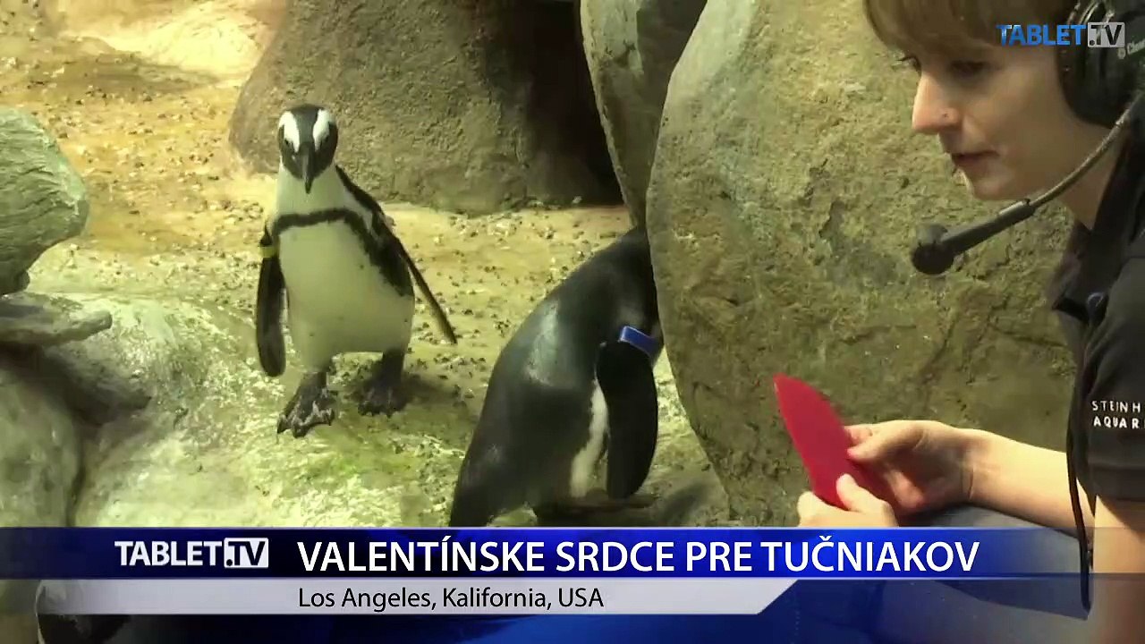V Kalifornskej akadémii vied rozdávali valentínky tučniakom