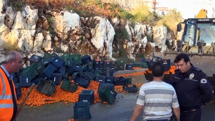 Tır yola devrildi, karayolu portakal tarlasına döndü