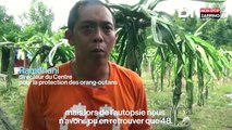 Asie : Un orang-outan attaqué à la machette et à la carabine à plombs retrouvé à Bornéo (Vidéo)