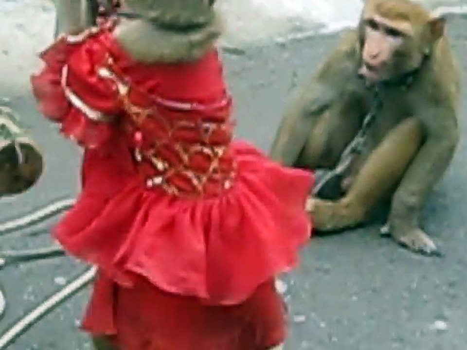 Monkey Dance India