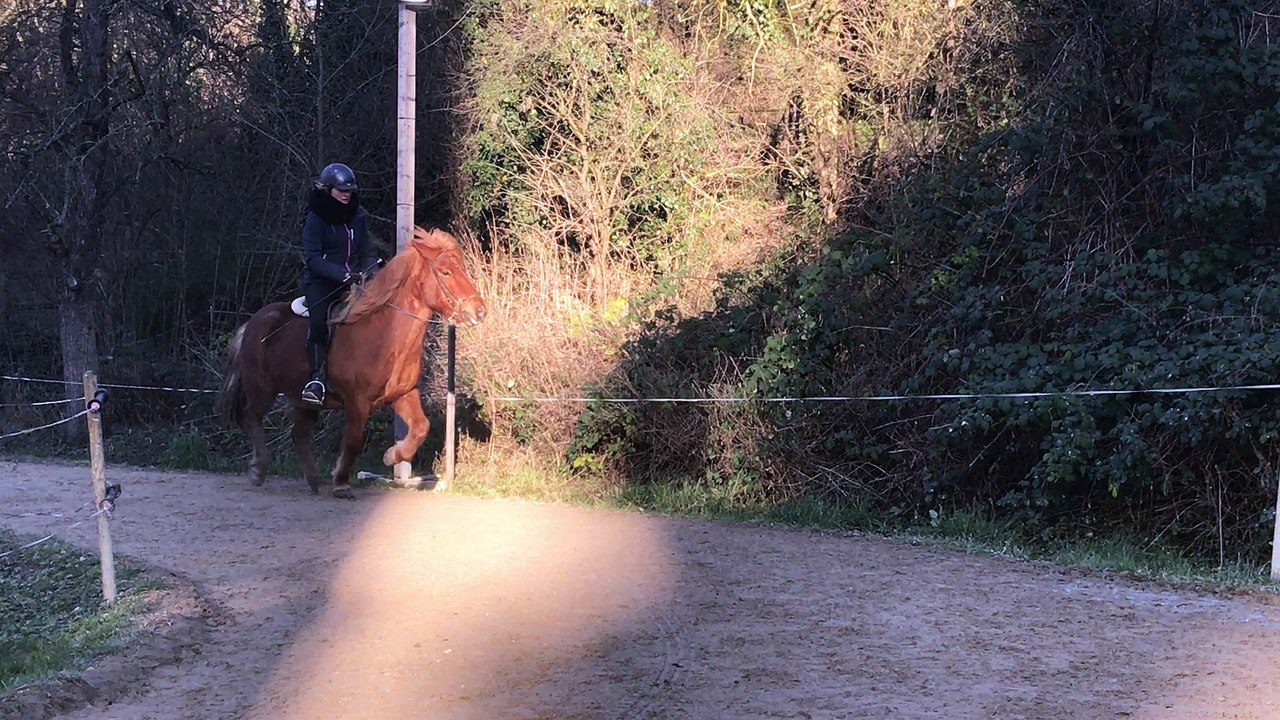 Magni vom Bartenstein 1