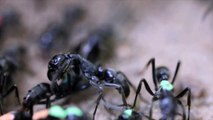Las hormigas Matabele atienden y curan a sus heridos