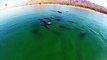 Una veintena de delfines mueren en una playa de México