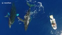 Humpback whale family surprises tourists on boat