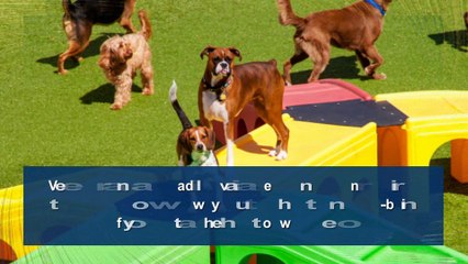 Experience A Luxury Boarding For Your Four-Legged Friend At East Brunswick, NJ
