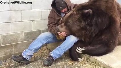 Même pas peur, il glisse sa main dans la gueule de cet ours géant pour le soigner !