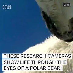 Polar bear POV footage reveals alarming trend