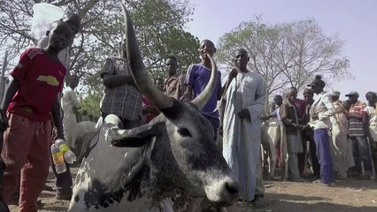 In central Nigeria peace eludes farmers and herders
