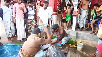 যমুনা নদীতে ধরা পড়লো দেড় মণ ওজনের আইড় মাছ ।