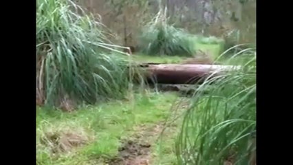 mes chiens sont si mignons #1