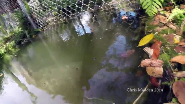 Dans les dents d'un crocodile