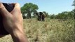 Elephant Attack safari truck, terrify tourists in Serengeti National Park