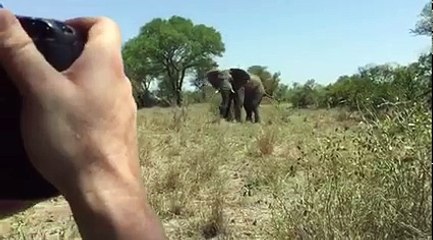 Elephant Attack safari truck, terrify tourists in Serengeti National Park