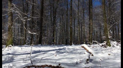 Bertrix : La forêt attaquée par des insectes et des champignons