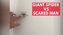 Huge spider defeats scared Australian man in game of 'Chicken'