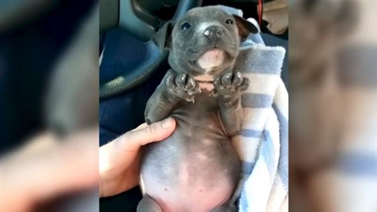 Fast erfroren: Polizist rettet Welpen aus kaltem Fluss