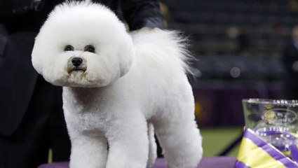 Bichon wins Westminster Dog Show