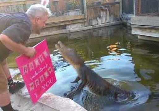Gators Get Meaty Treat From Their Valentine