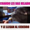 Cuando les das helado a los gatos