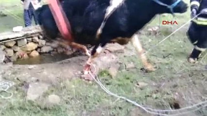Muğla Arazide Otlayan İnek Su Kuyusuna Düştü