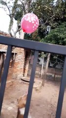 perros practicando para voleibol
